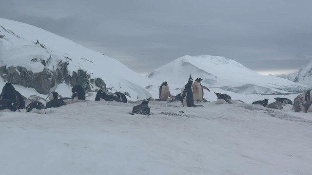 tučňák oslí - ML647221973