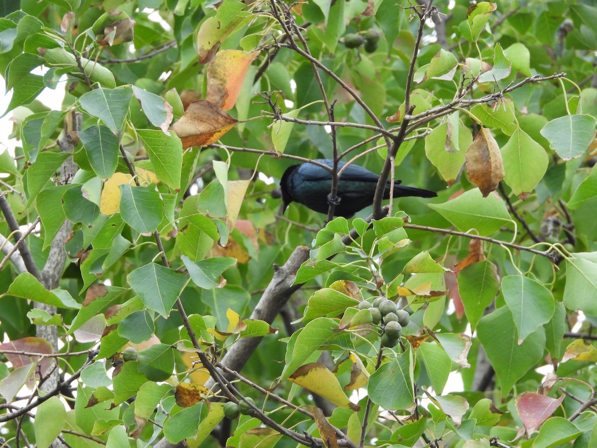 Malay Sığırcığı - ML647221975