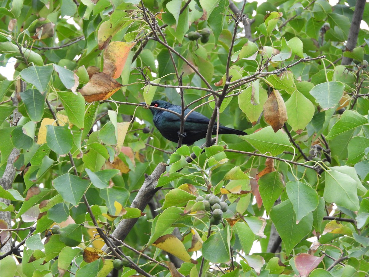 Malay Sığırcığı - ML647221976