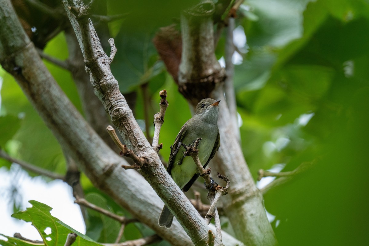 Élénie siffleuse (groupe martinica) - ML647221977