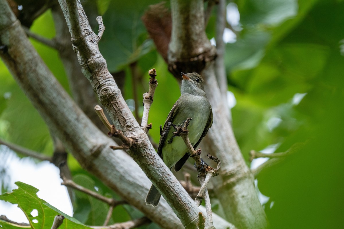 Élénie siffleuse (groupe martinica) - ML647221978