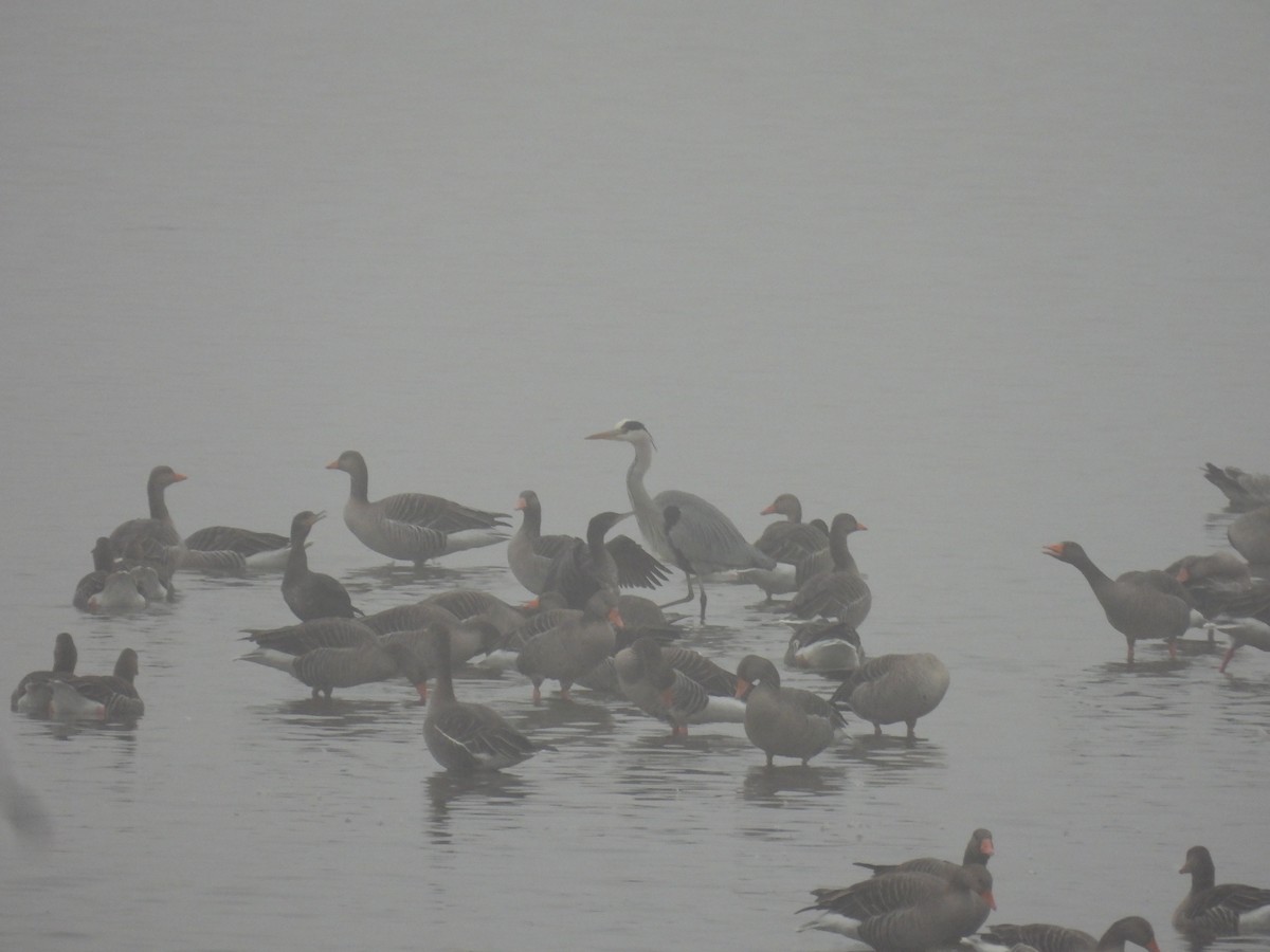 Graylag Goose - ML647221986