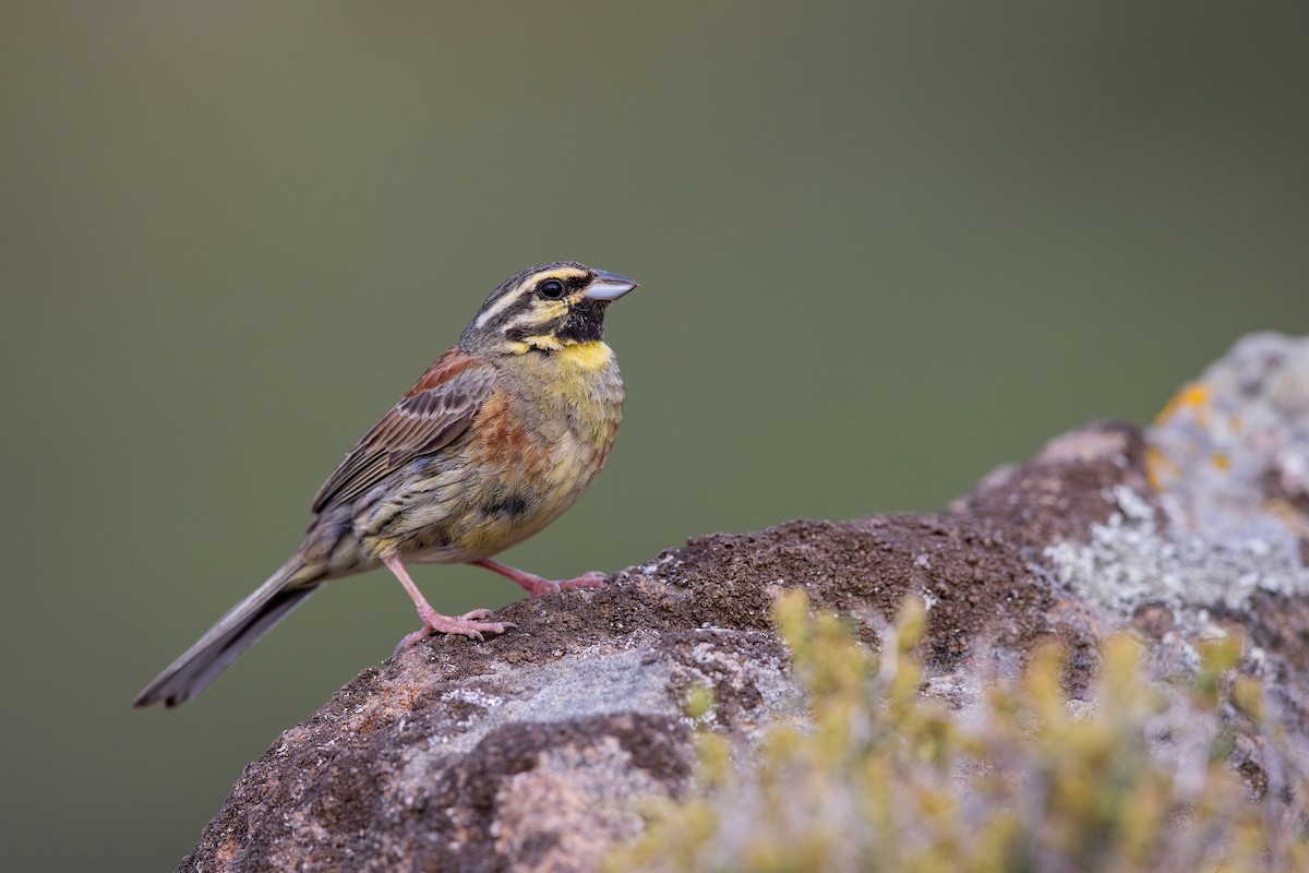 Огородная овсянка - ML647222010