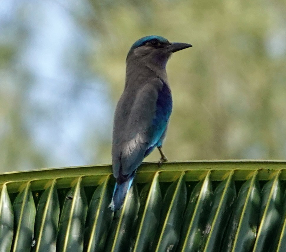 Indochinese Roller - ML647222011