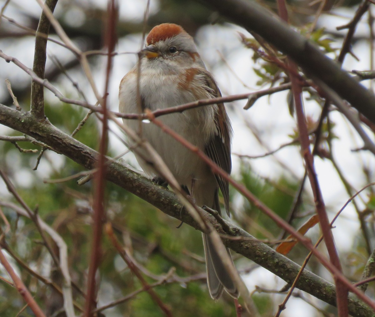 American Tree Sparrow - ML647222016