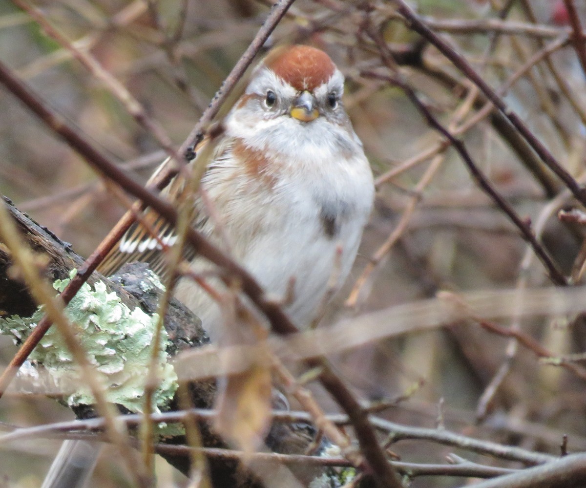 American Tree Sparrow - ML647222017