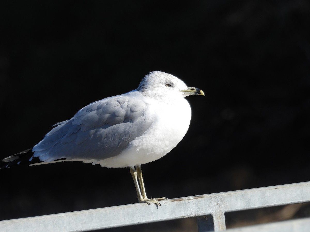 Ring-billed Gull - ML647222046