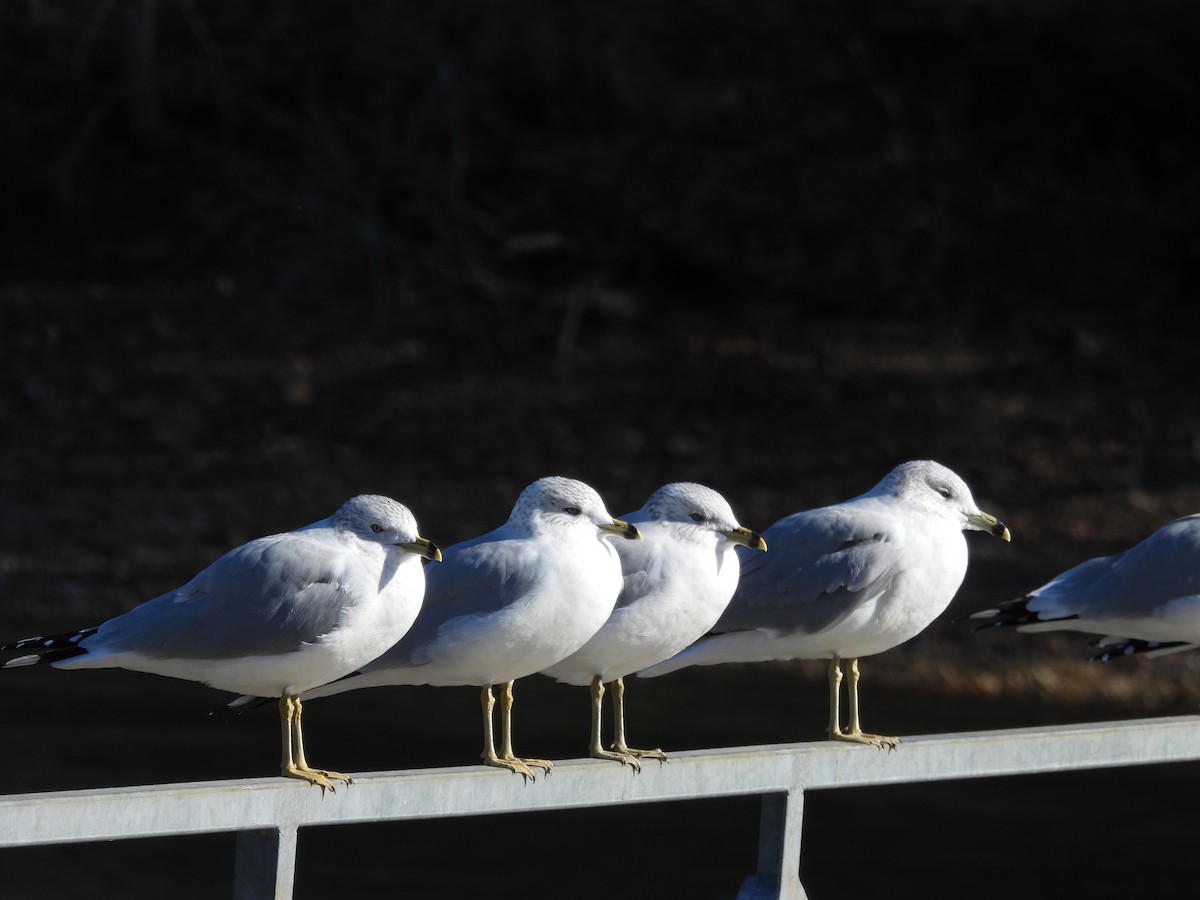 Ring-billed Gull - ML647222047