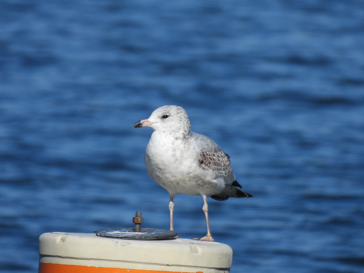 Ring-billed Gull - ML647222048