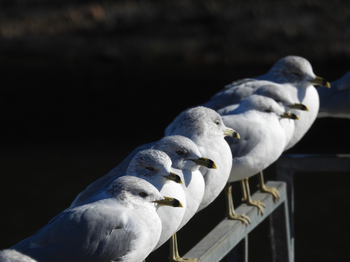 Ring-billed Gull - ML647222049