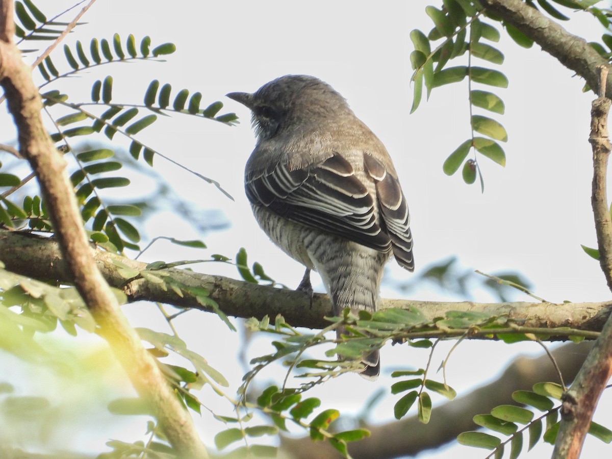 Чернокрылый личинкоед-свистун - ML647222055