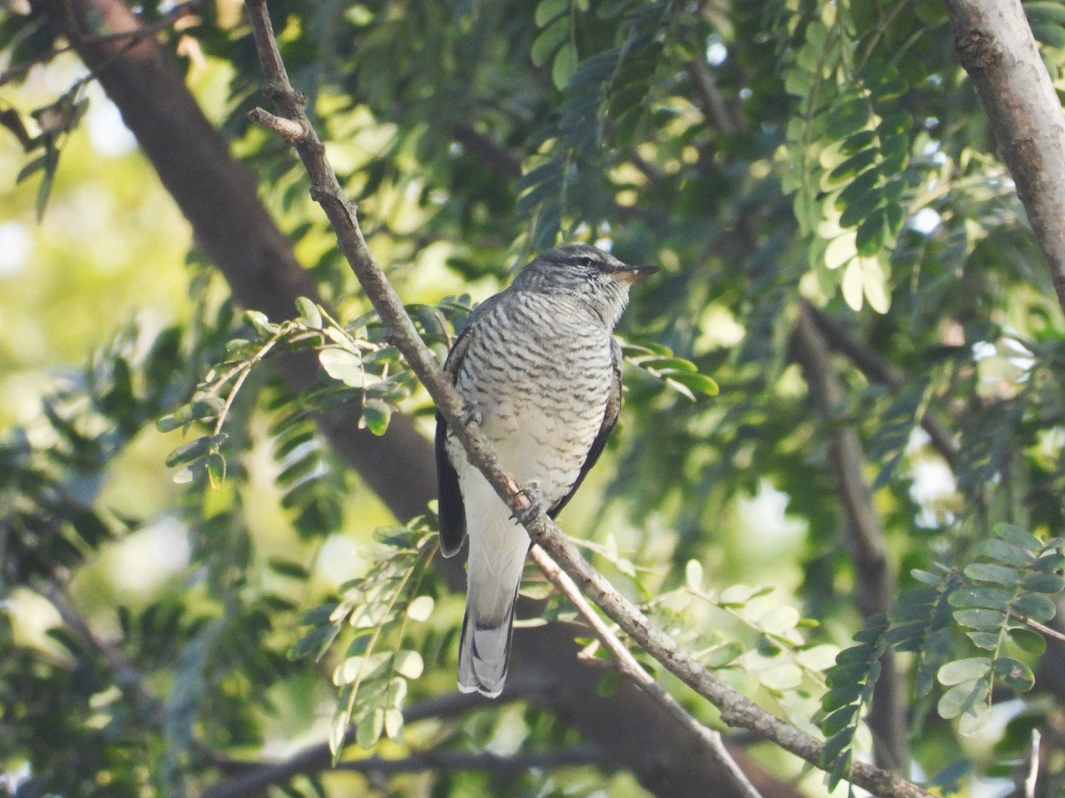 Чернокрылый личинкоед-свистун - ML647222056