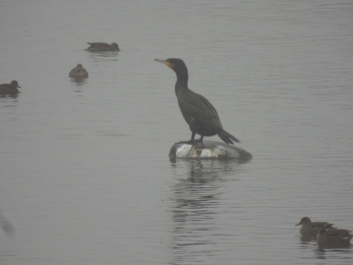 Большой баклан - ML647222058