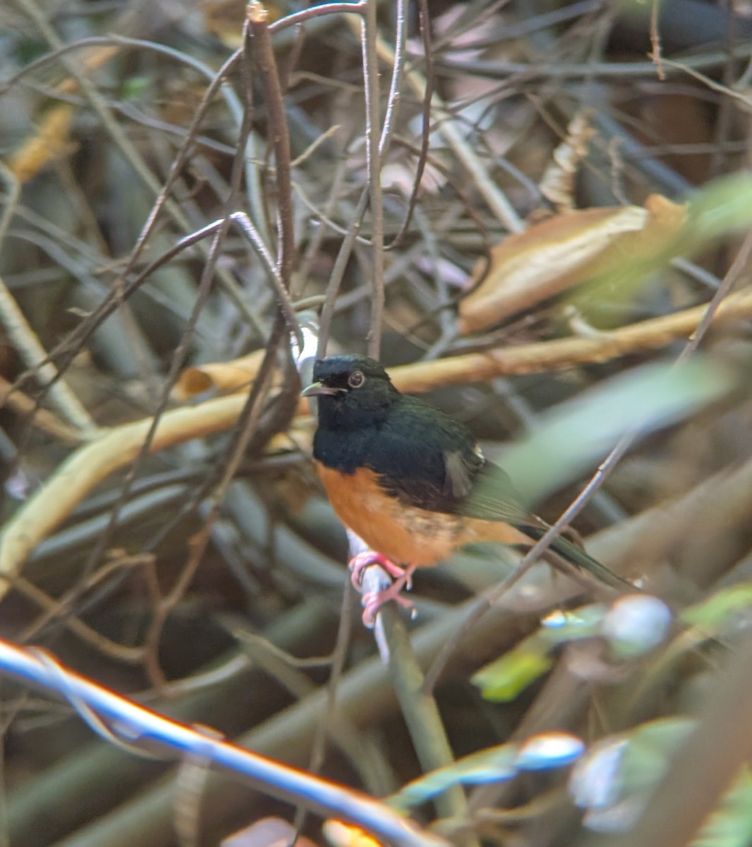 Белопоясничный шама - ML647222060