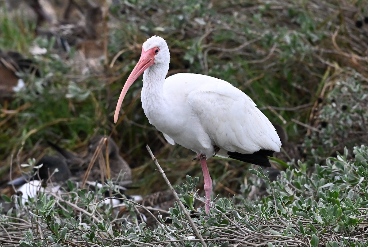 Белый ибис - ML647222061