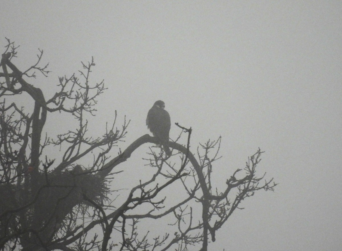 Peregrine Falcon - ML647222063