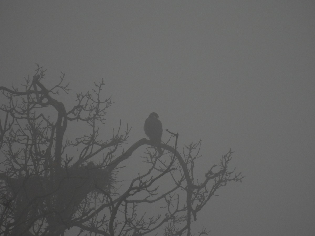 Peregrine Falcon - ML647222064