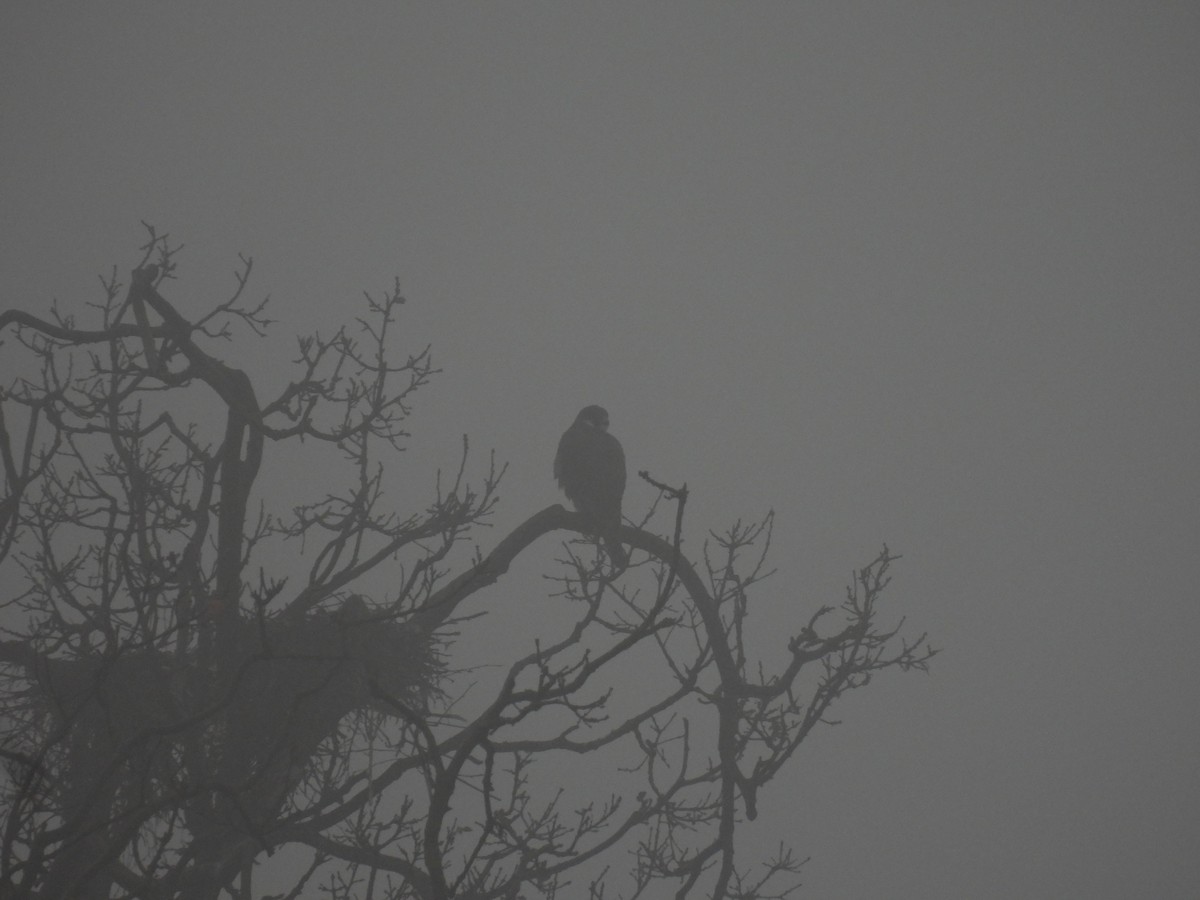 Peregrine Falcon - ML647222065