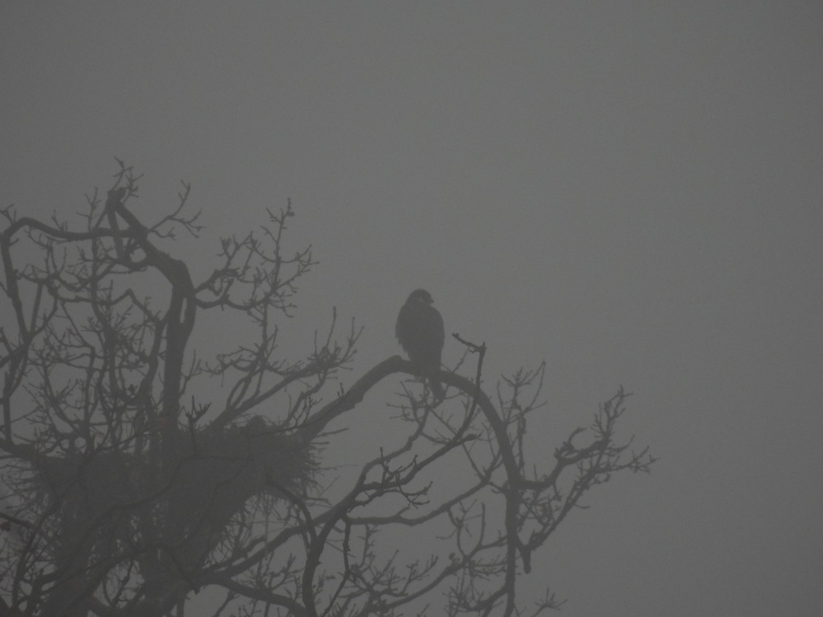 Peregrine Falcon - ML647222066