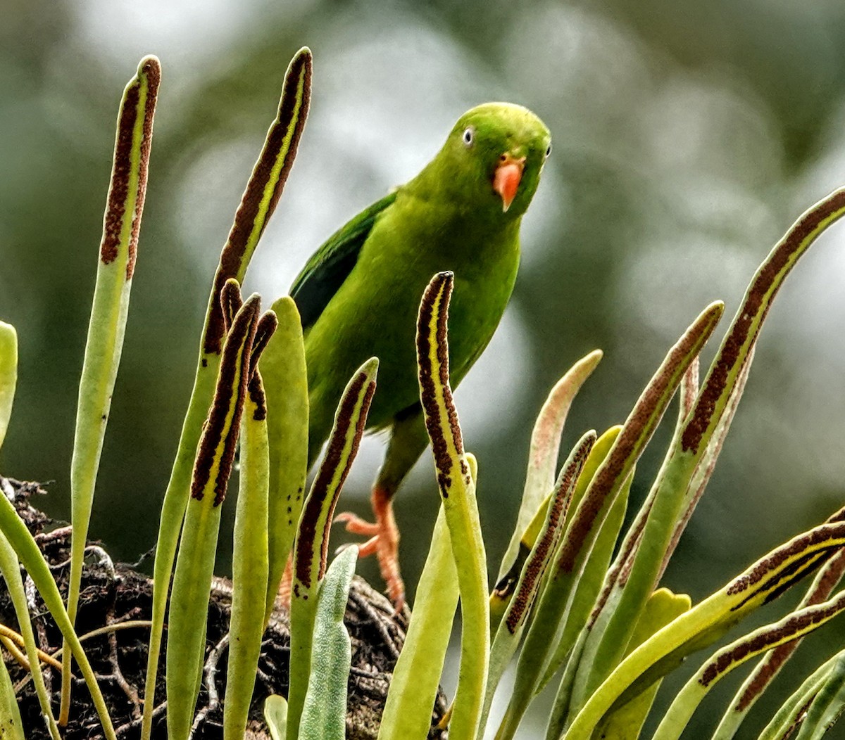 Индийский лорикулюс - ML647222067