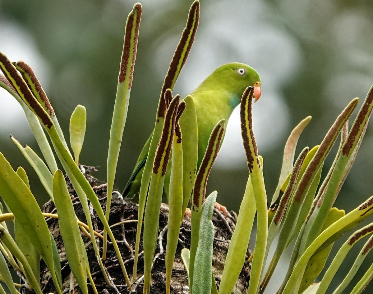 Индийский лорикулюс - ML647222068