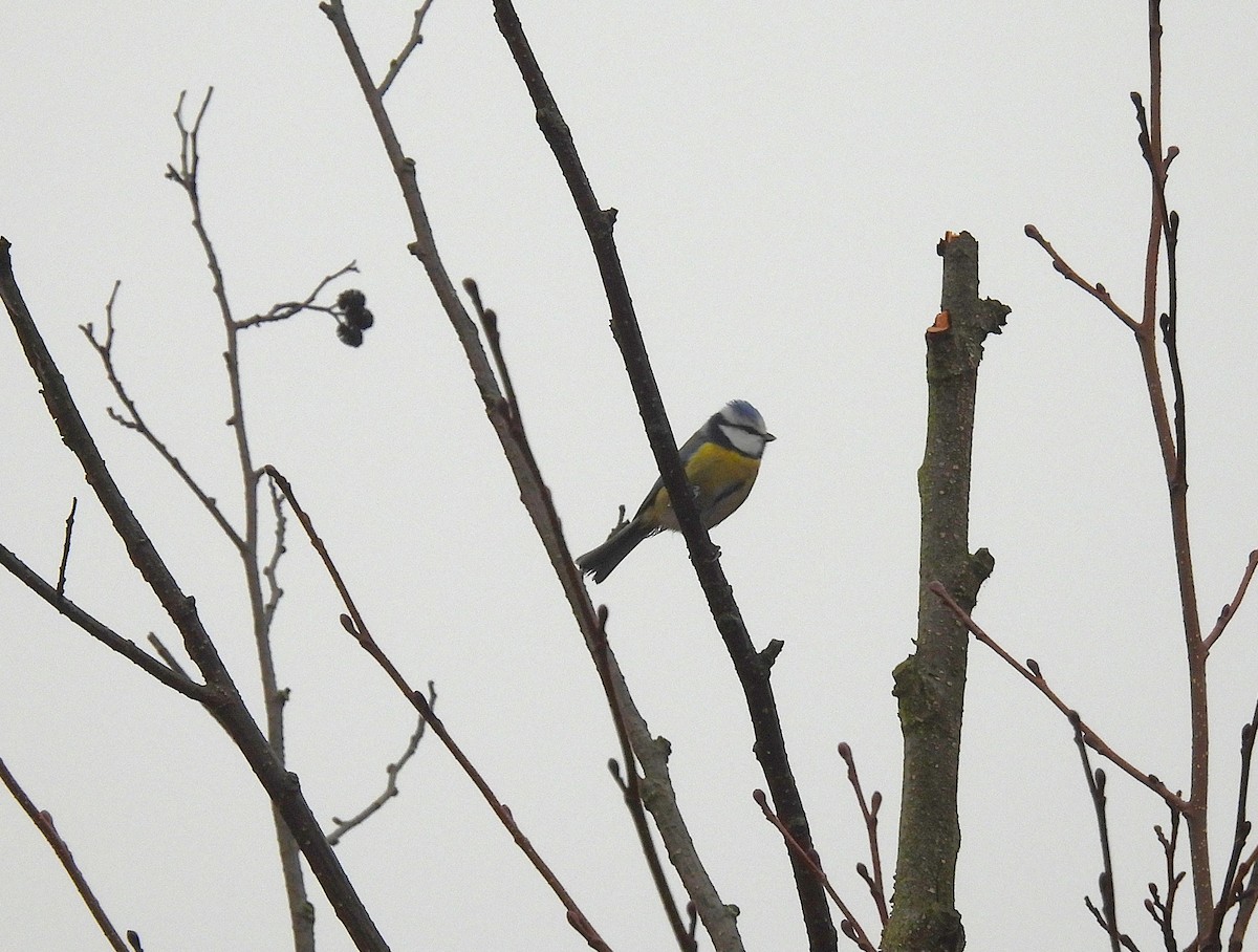 Лазоревка - ML647222069