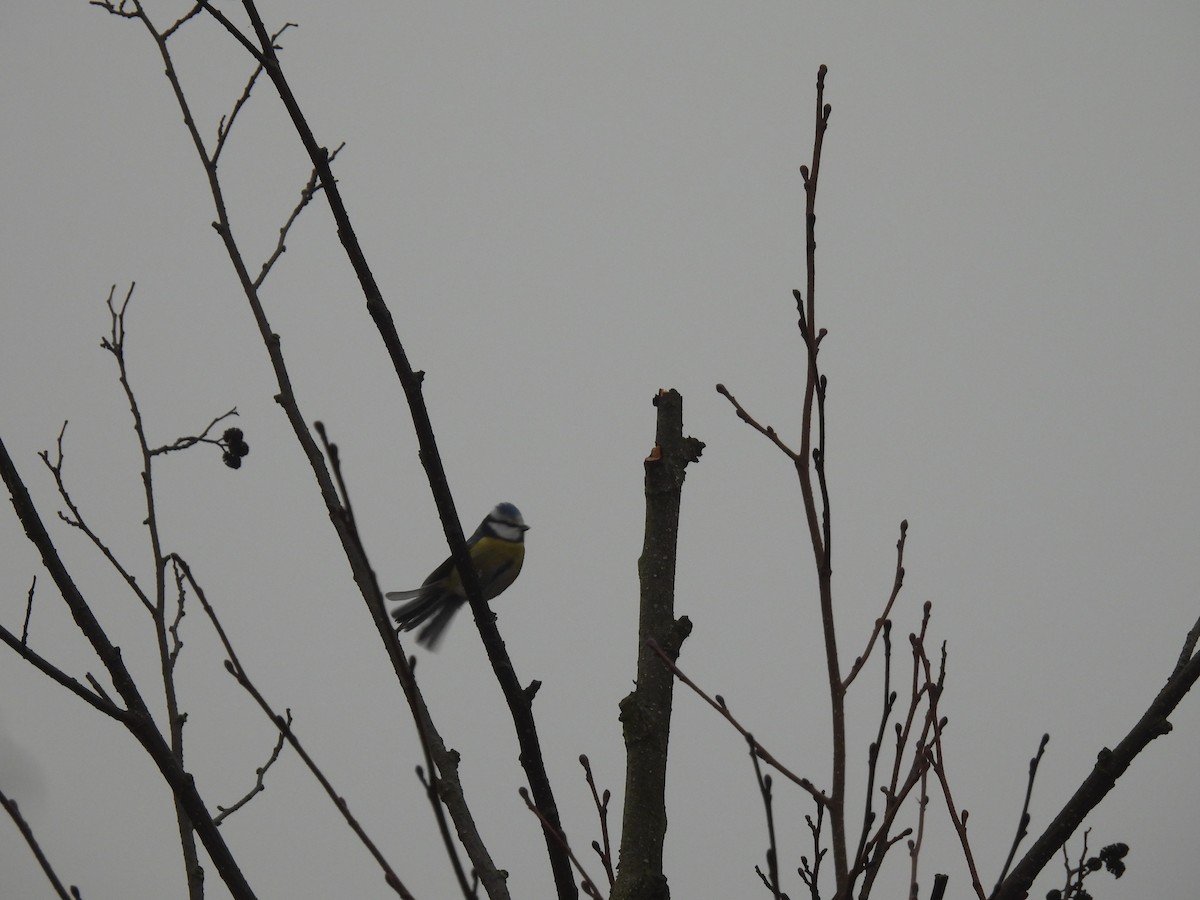 Лазоревка - ML647222070