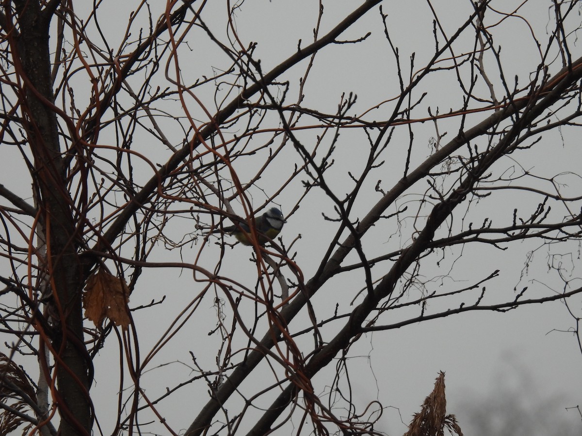 Лазоревка - ML647222071