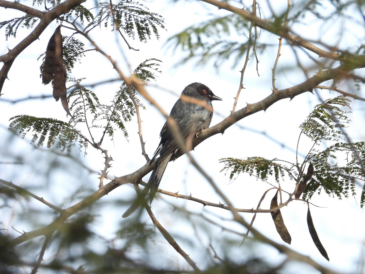 Пепельный дронго - ML647222072