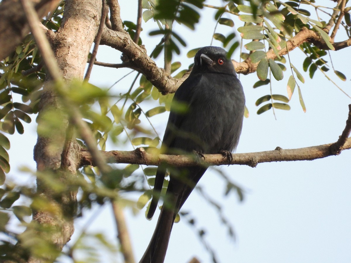 Пепельный дронго - ML647222073