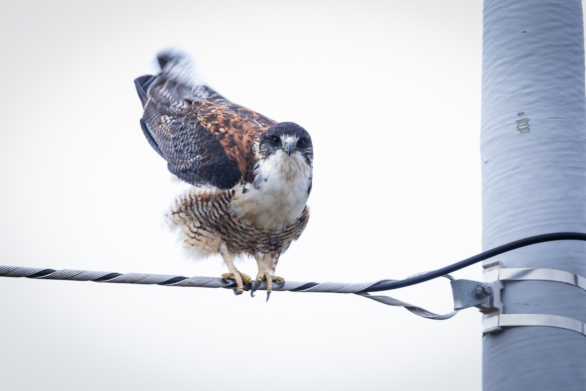 Красноспинная агуйя - ML647222075