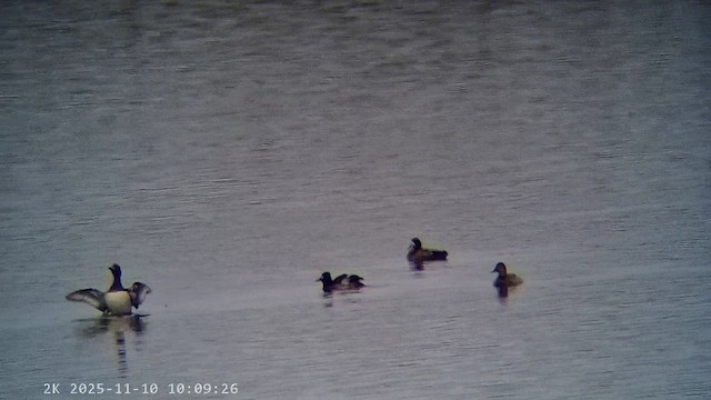 polák kaholka - ML647222076