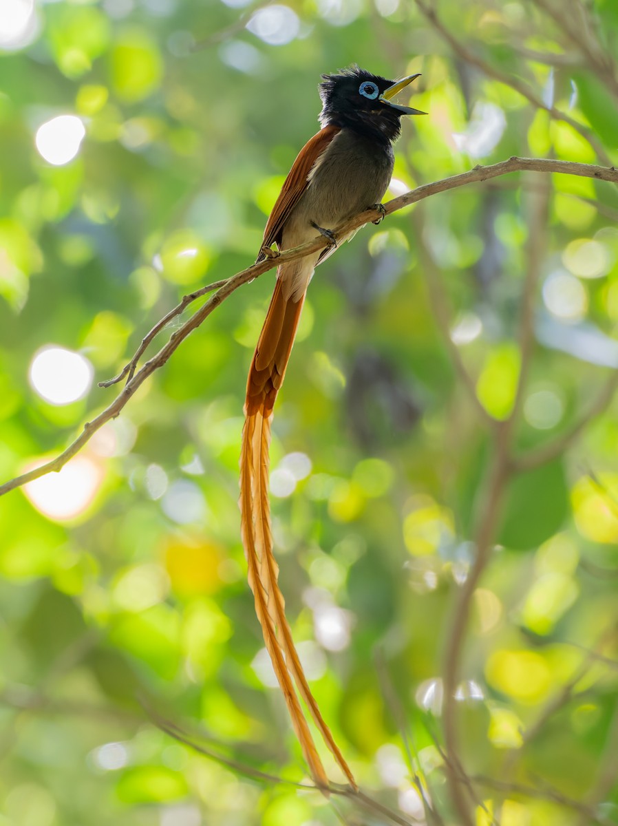 Африканская райская мухоловка - ML647222077