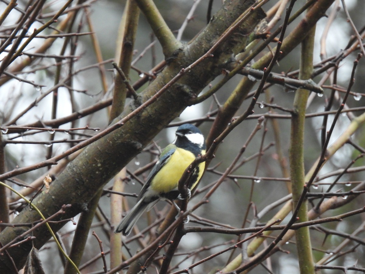 Большая синица - ML647222078