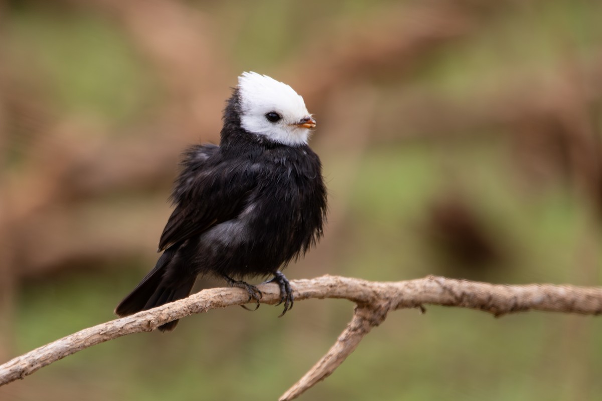 White-headed Marsh Tyrant - ML647222079