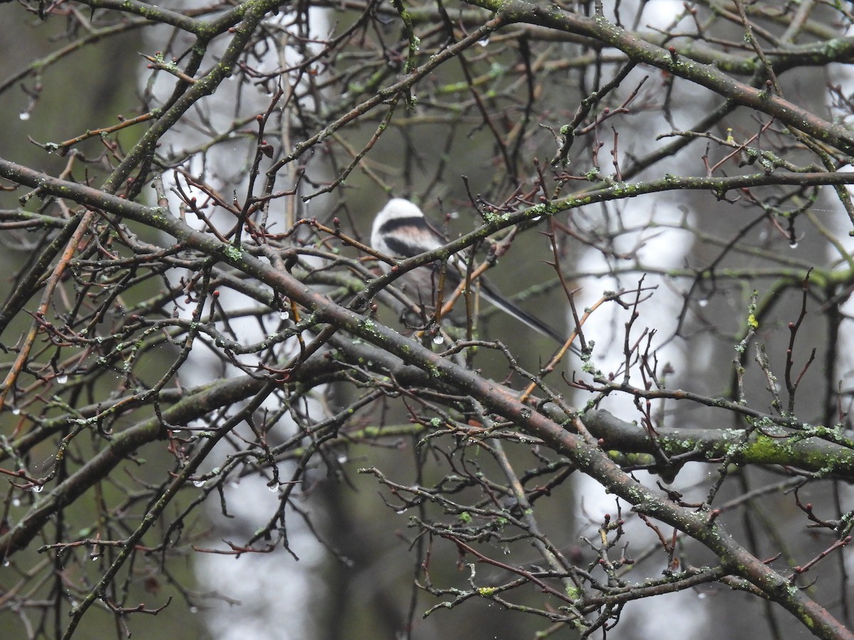 Ополовник - ML647222086