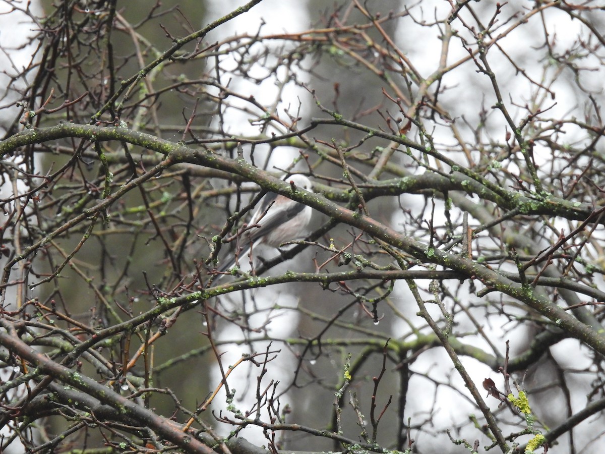 Ополовник - ML647222087