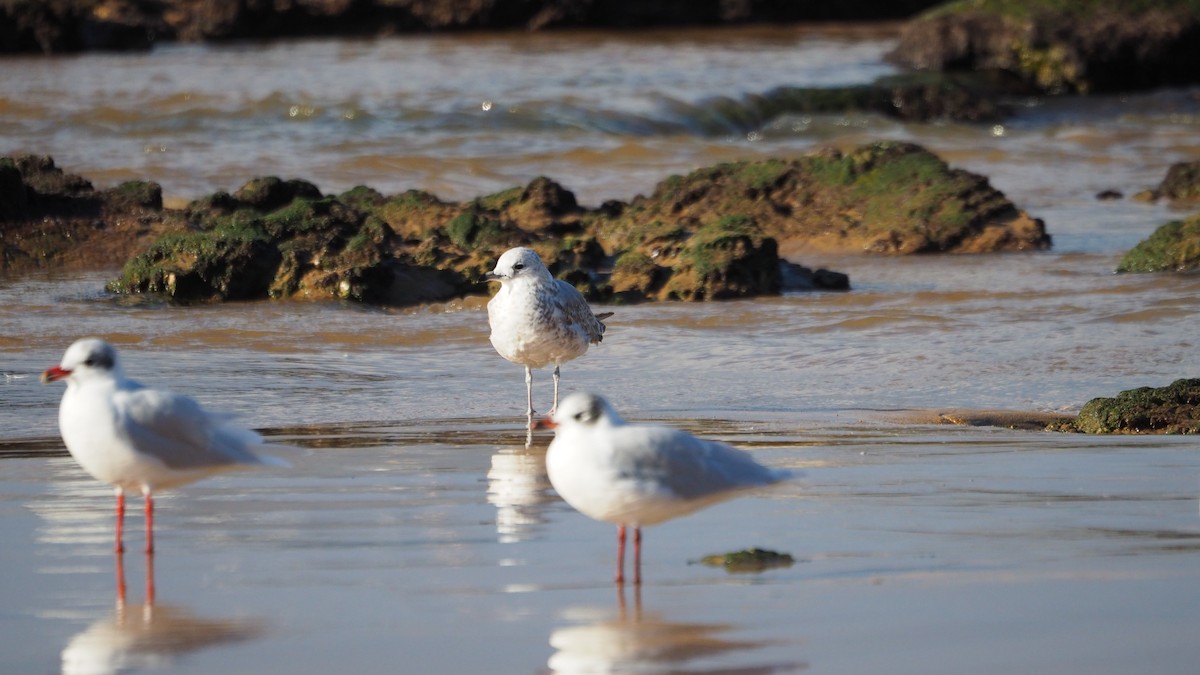 Сизая чайка - ML647222088