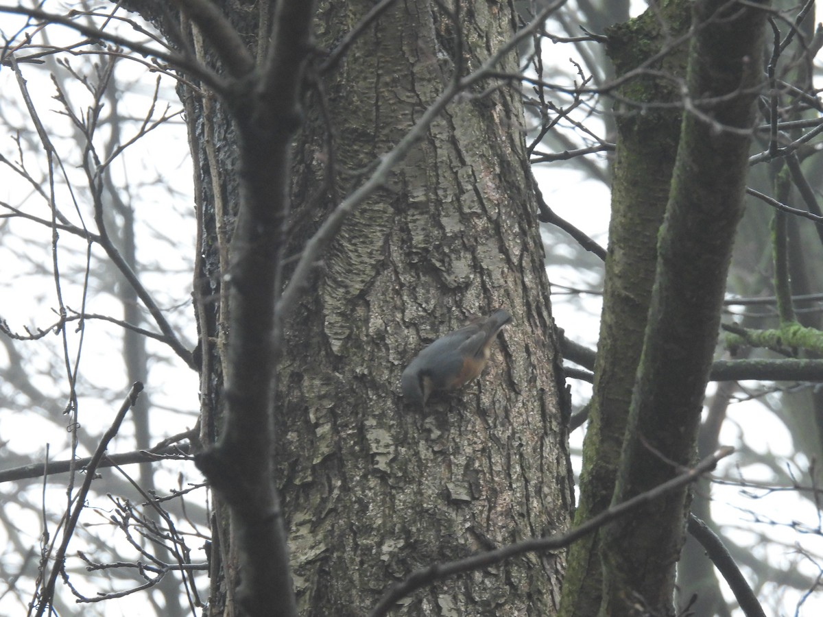 Повзик звичайний - ML647222091