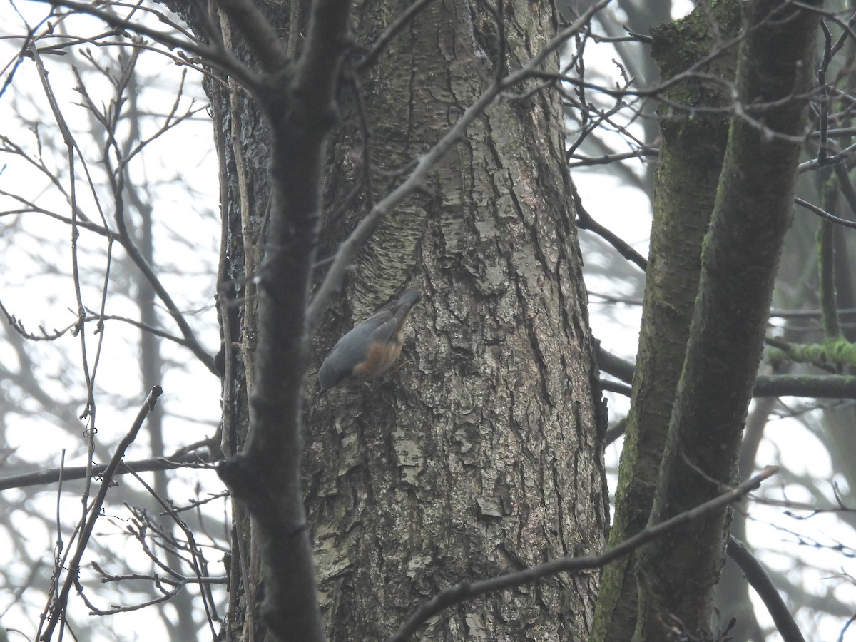 Повзик звичайний - ML647222092