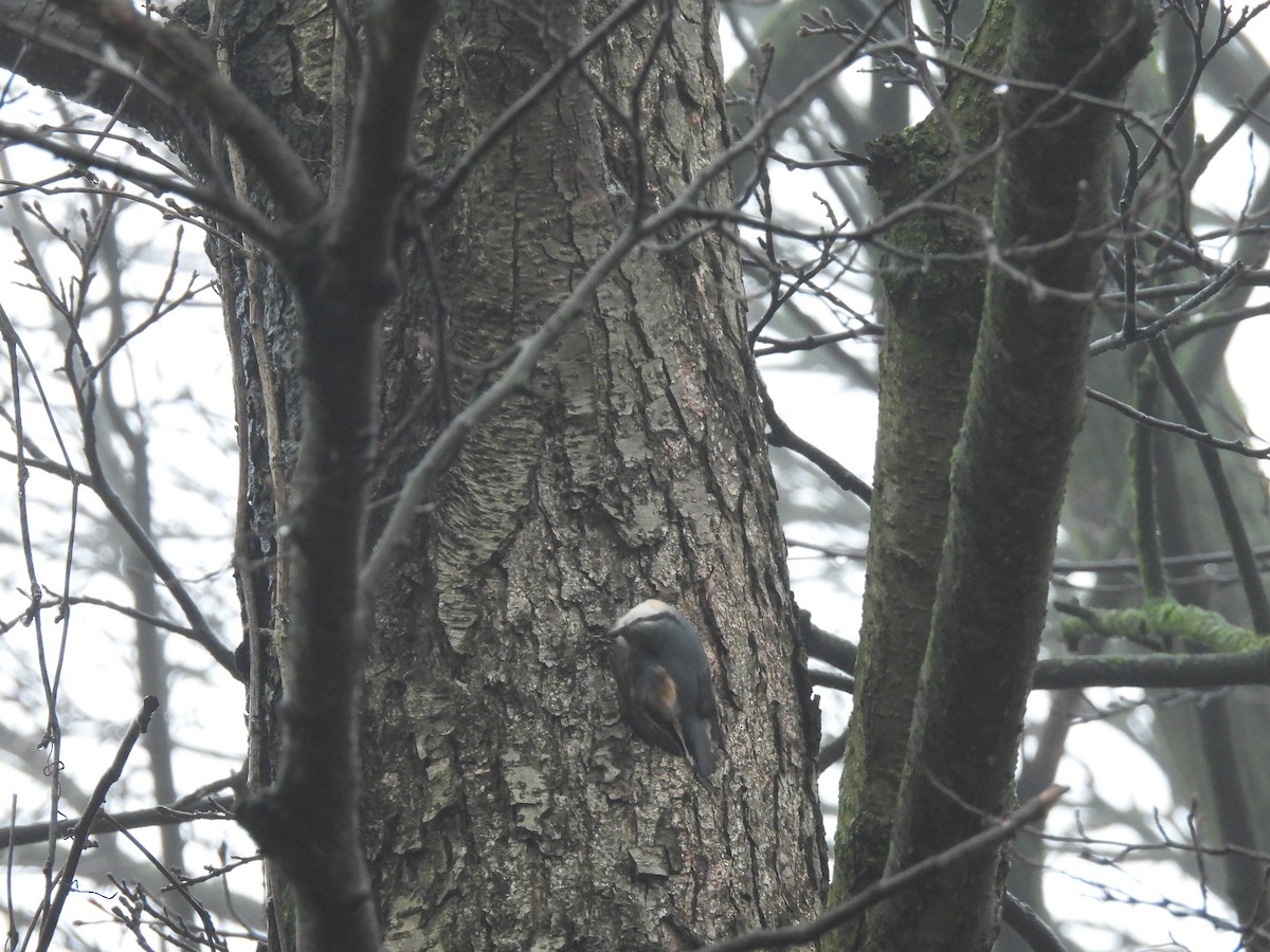 Повзик звичайний - ML647222093