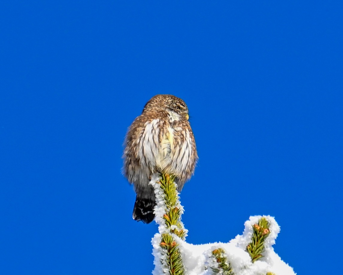 Воробьиный сычик - ML647222097