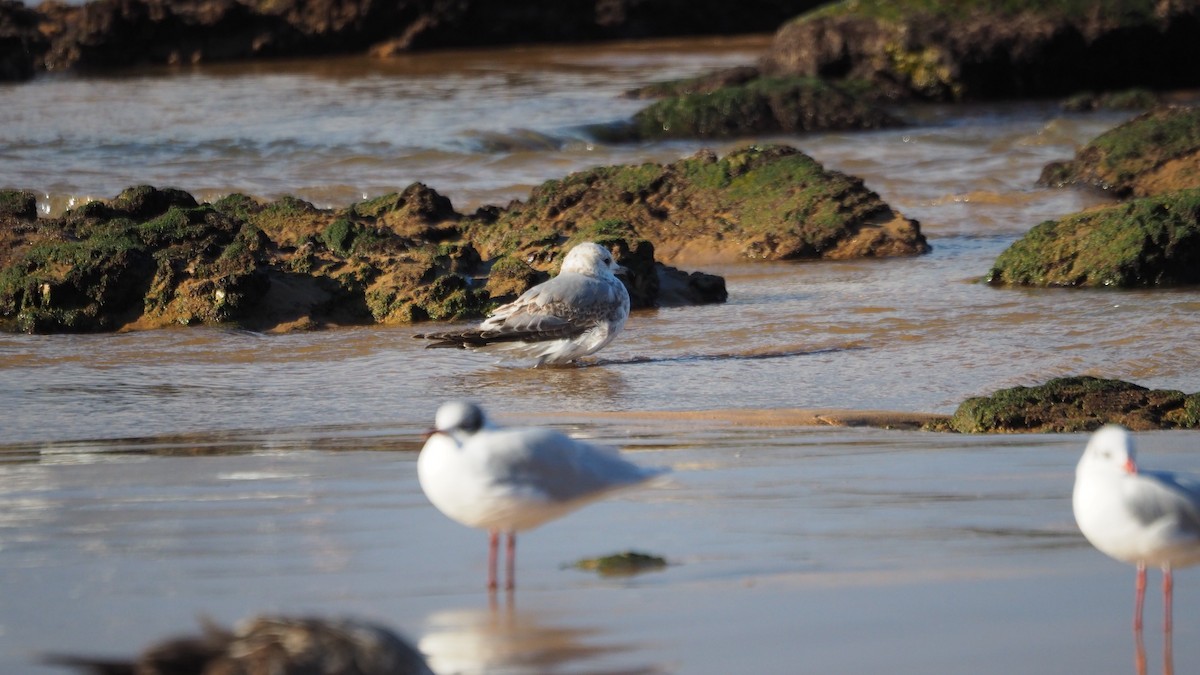 Сизая чайка - ML647222098