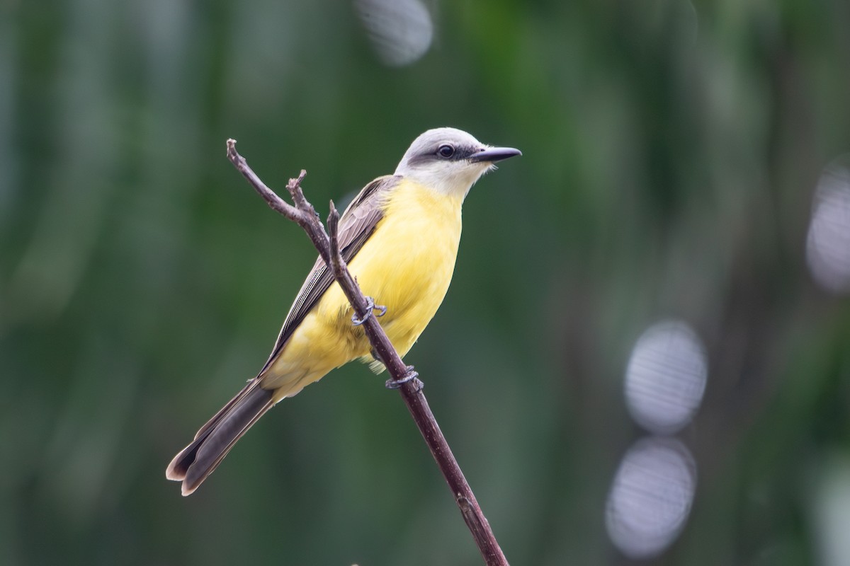 White-throated Kingbird - ML647222099