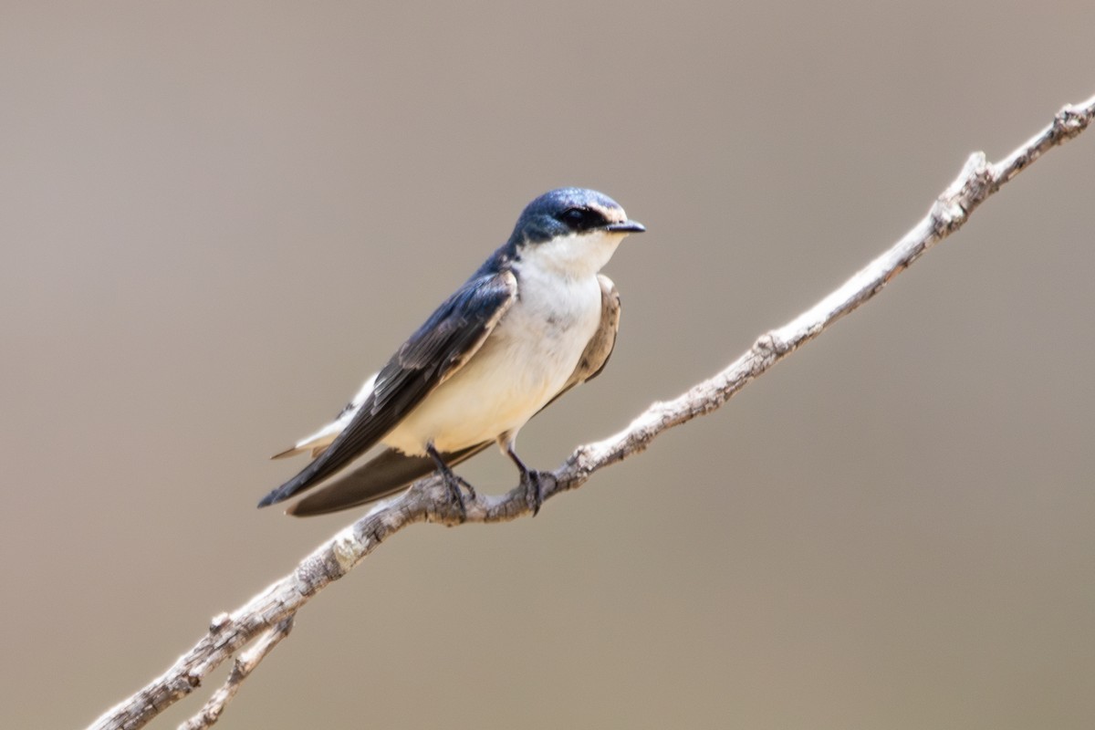 White-rumped Swallow - ML647222106