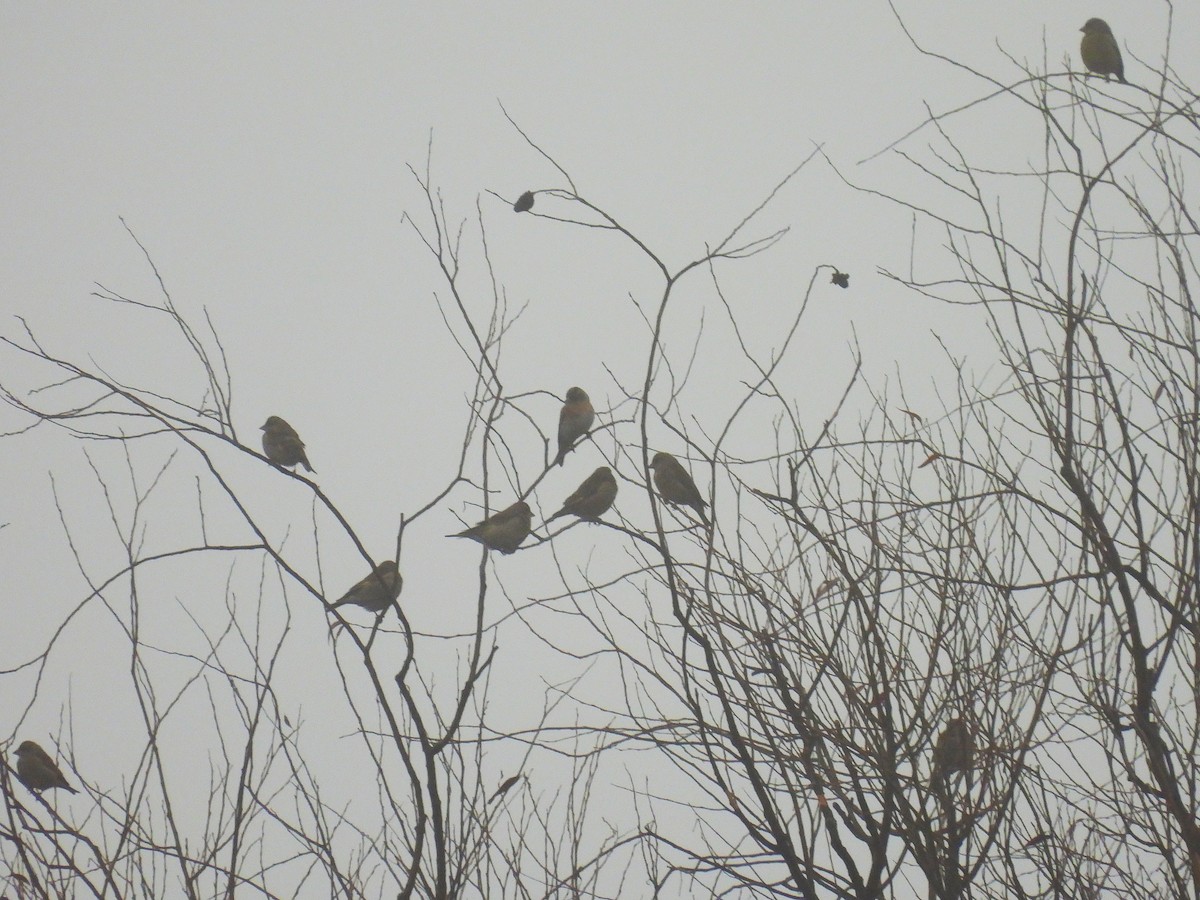 Brambling - ML647222108