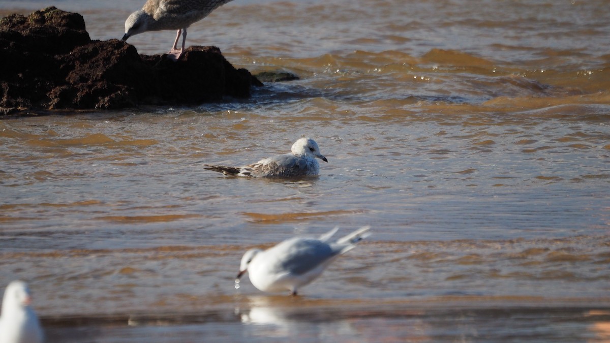 Common Gull - ML647222109