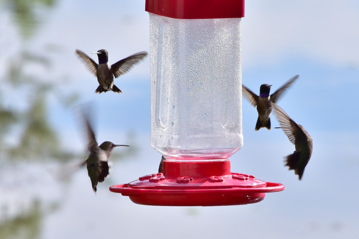 Black-chinned Hummingbird - ML647222110