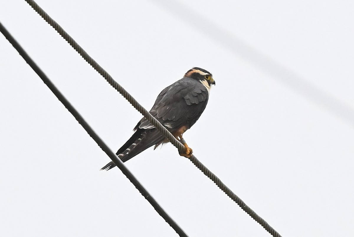 Aplomado Falcon - ML647222111