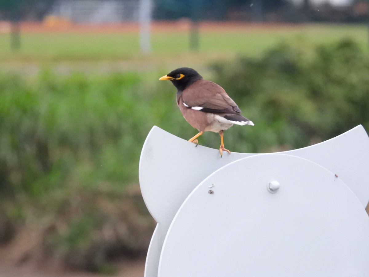 Common Myna - ML647222112